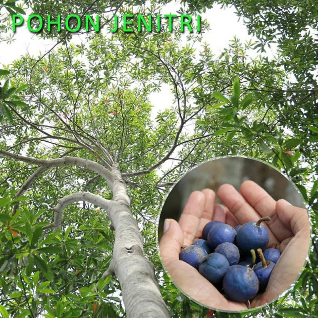 Bibit Pohon Genitri Asli - Pohon Jenitri/genitri unggul Siap Tanam