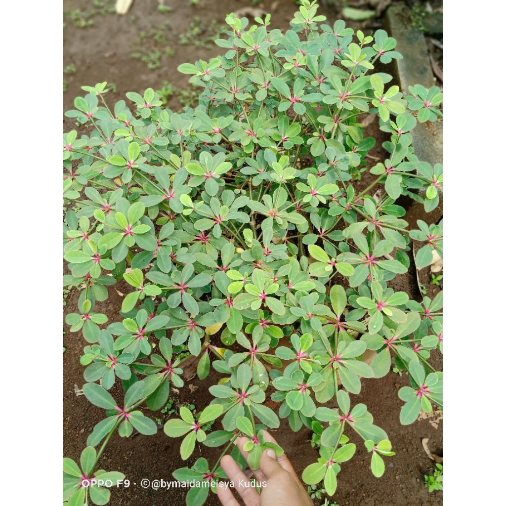 tanaman hias euphorbia bongolavensis