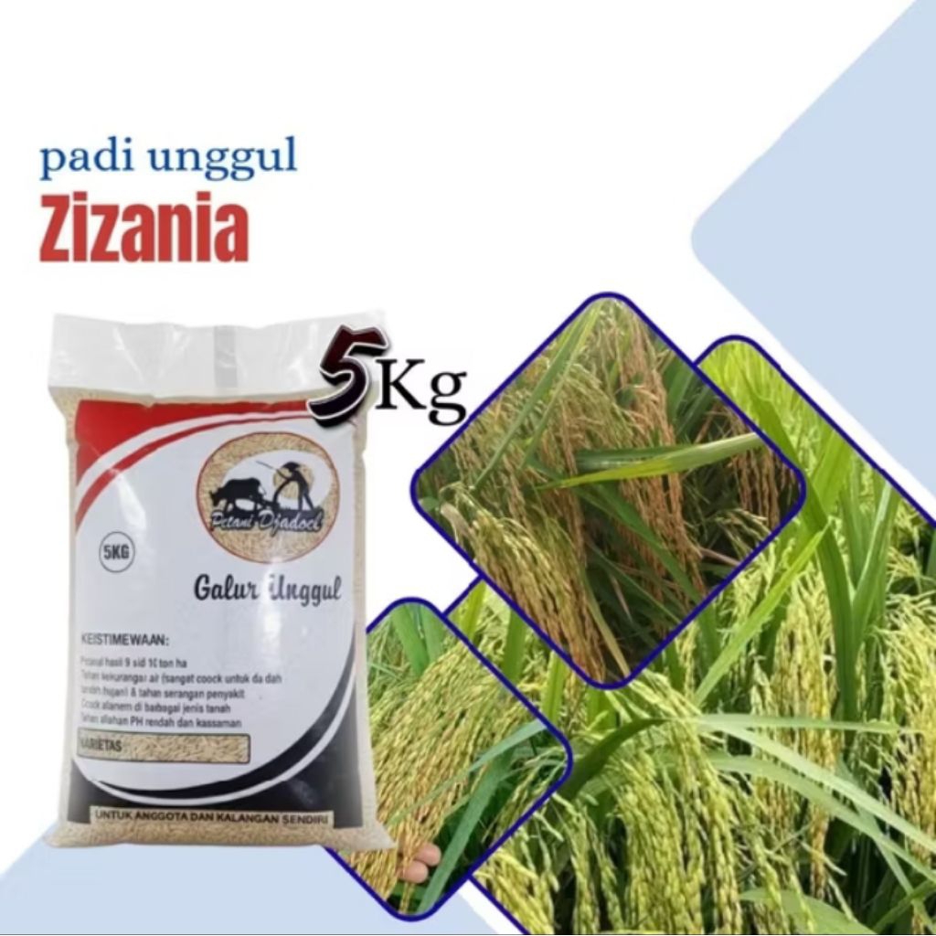 Benih padi unggul zizania 5 kg