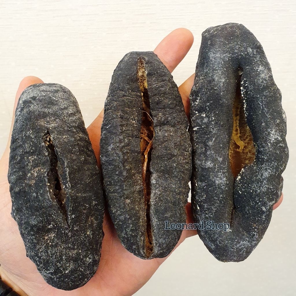 HAISOM SUSU KUPAS / TUBOSOM 500GR SUPER KERING ( 1 KILO JADI 4-5 KG) BERKUALITAS BESAR TEBAL DAN KEN