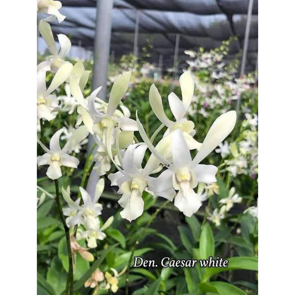 dendrobium caesar white
