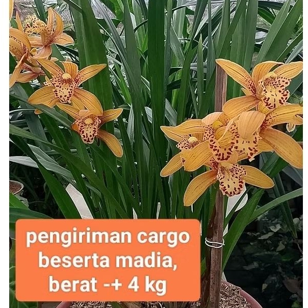 Anggrek Cymbidium Chen’s Ruby
