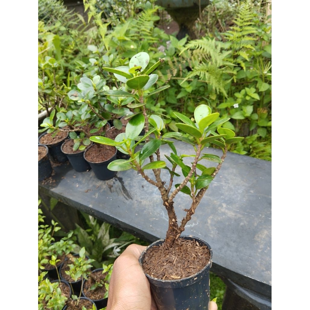 bonsai dolar mikro mame
