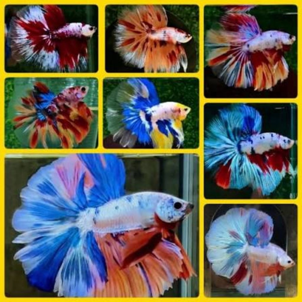 cupang halfmoon multi koi fancy grade  size M dewasa