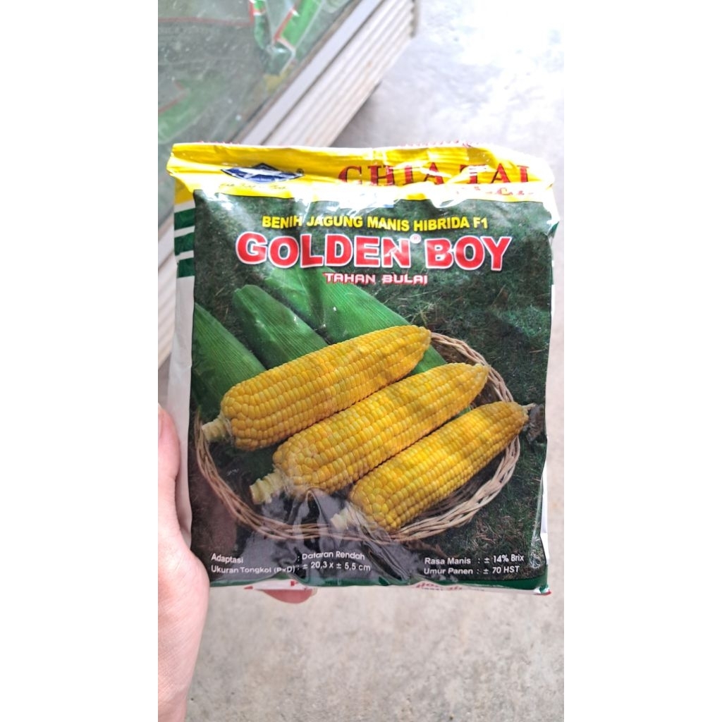 bibit jagung manis golden boy 250gr