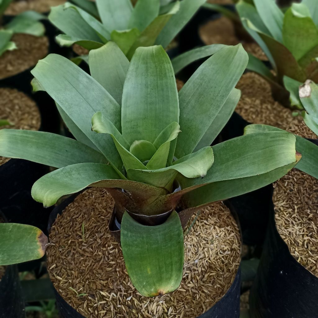 Bromelia Giant / Bromelia Rubra