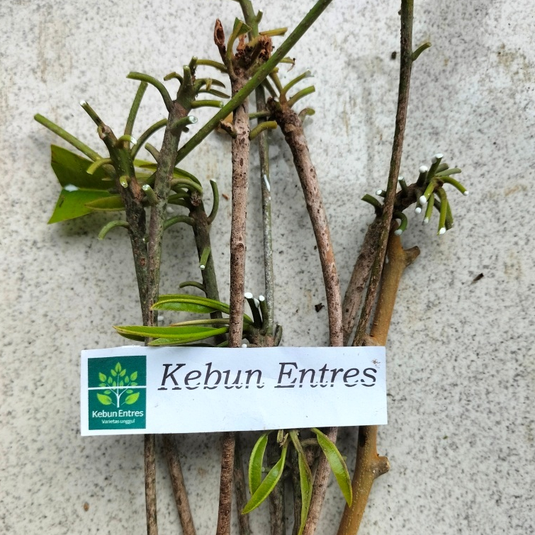 entres sawo jumbo CM 19 / sawo cegu mega 3 mata tunas