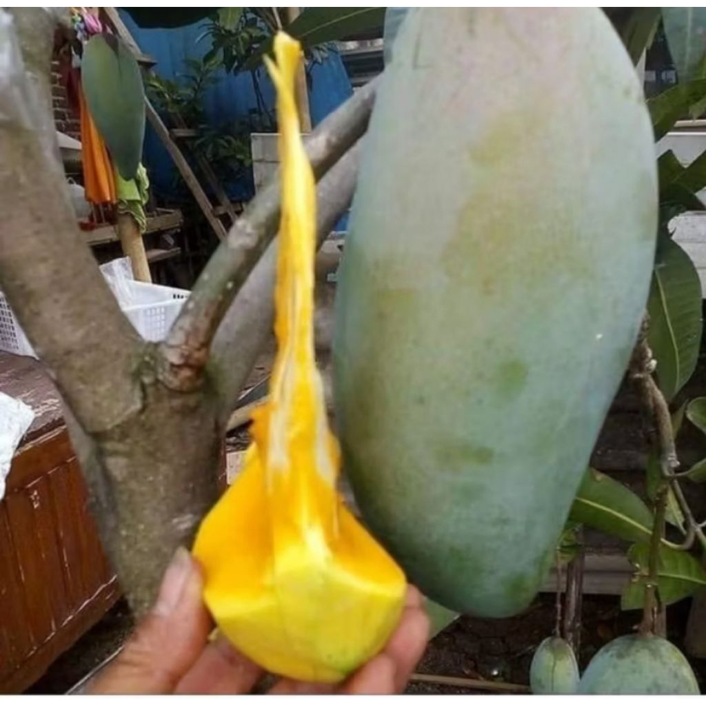 bibit mangga kiojay okulasi 1meter up