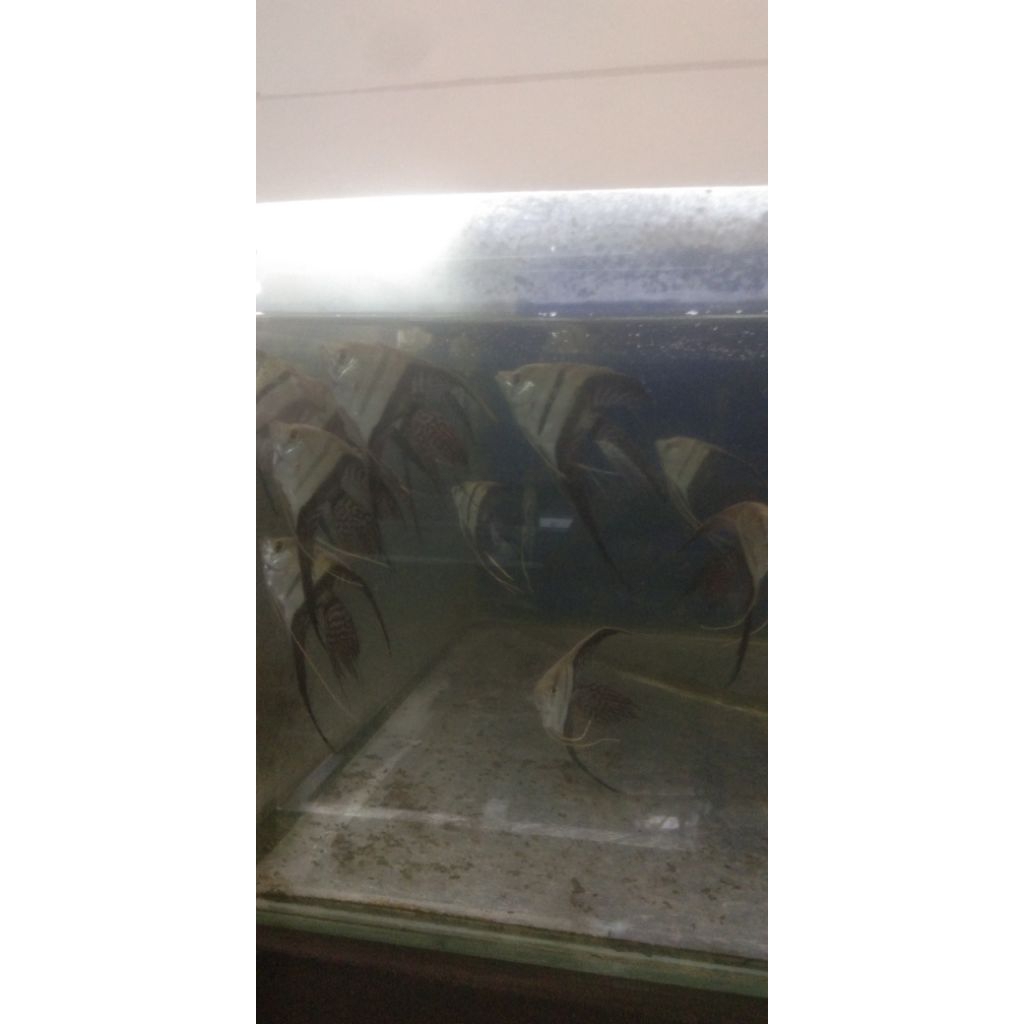 MANFISH BW SLAYER UKURAN L