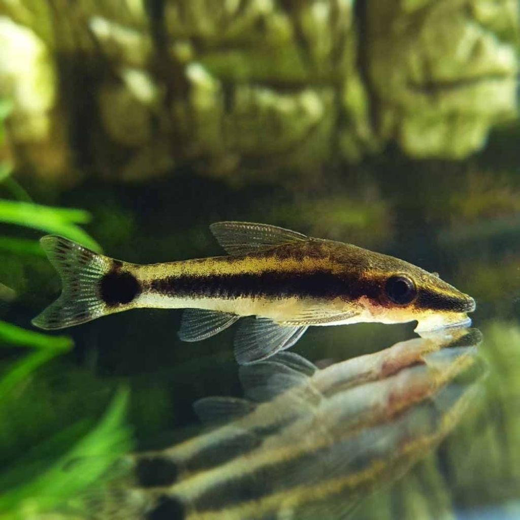 otocinclus affinis/hiasan aquarium/hiasan aquascape/perlengkapan aquarium/3 cm