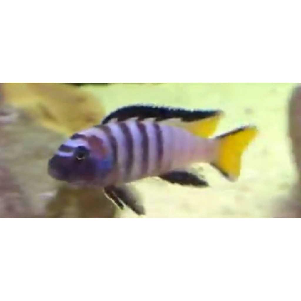 elongatus/mpanga/mbuna/chiclid