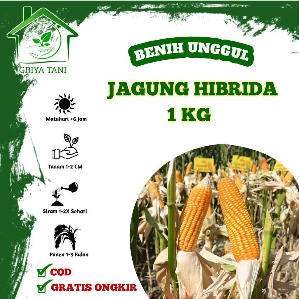Benih Jagung Hibrida F1 Kemasan Repack 1kg - Nk Sumo/Nk Perkasa/Nk 212/Adv Jago/Simetal/Pertiwi