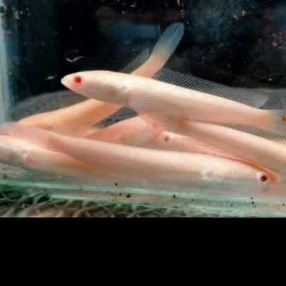 chana striata albino mata merah 7-10cm