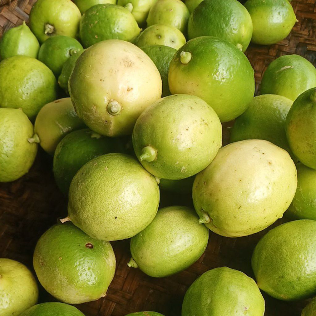 Jeruk lemon lokal Fress langsung dari Kebun