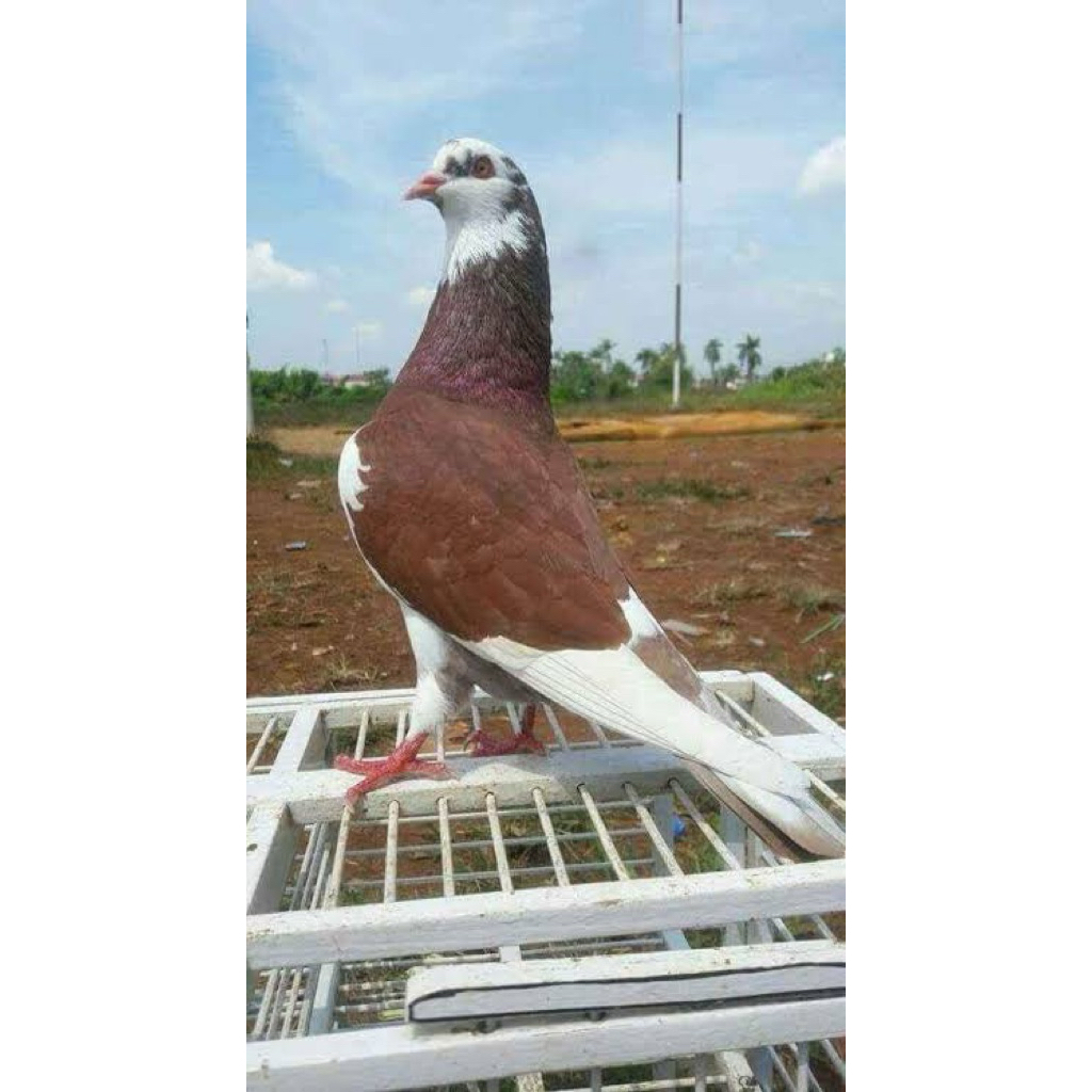 BURUNG DARA MERPATI BLANTONG / PLONTANG