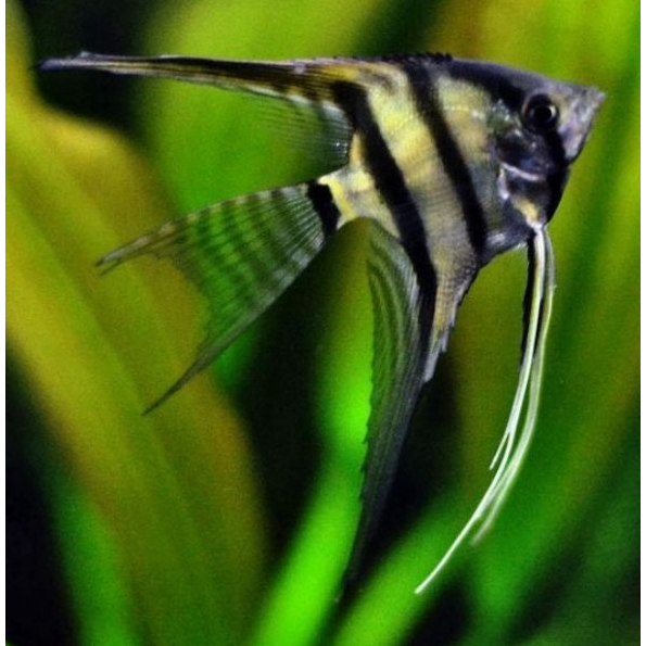 aksesoris aquarium manfish black white slayer manfish BW