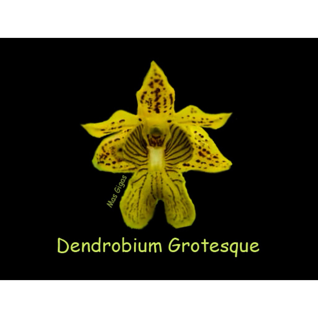 Dendrobium Grotesque (Den bifalce x macrophyllum )