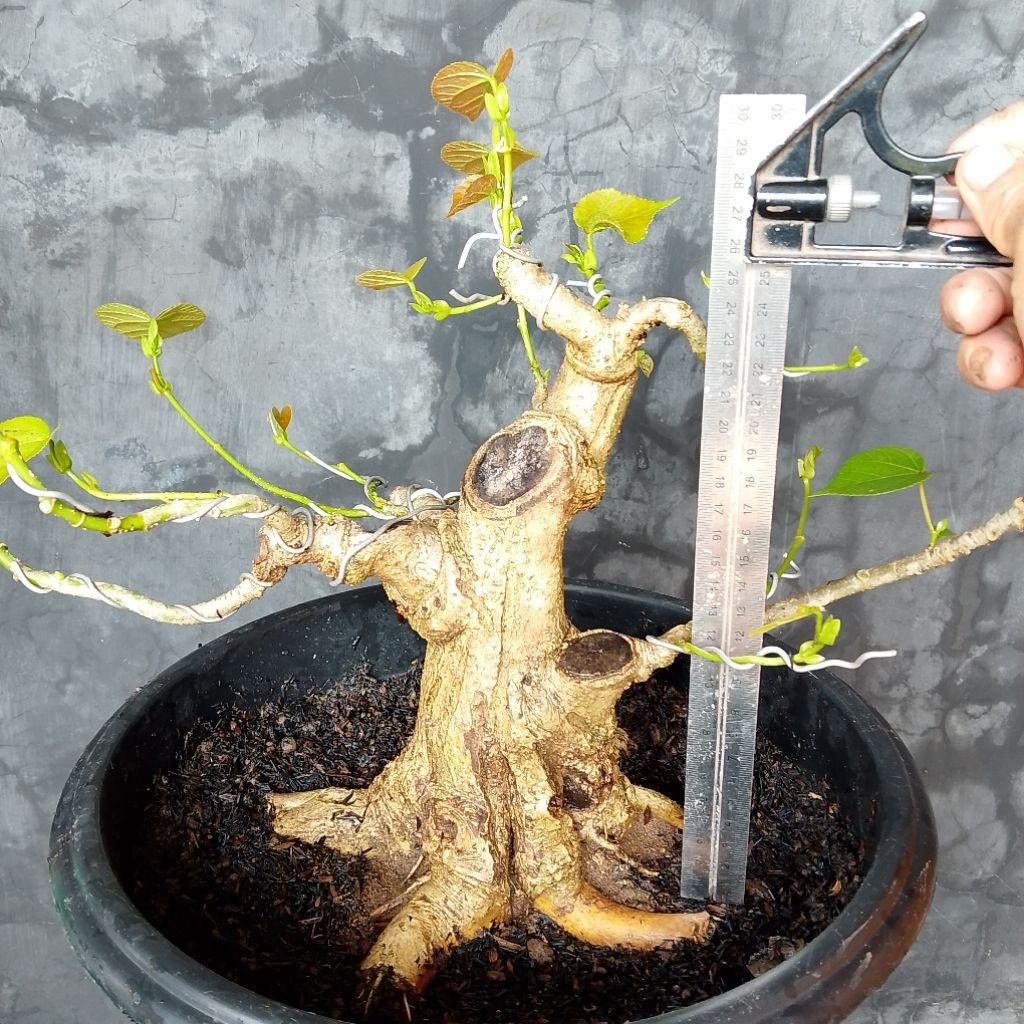 Waru India prokar bogel bahan bonsai
