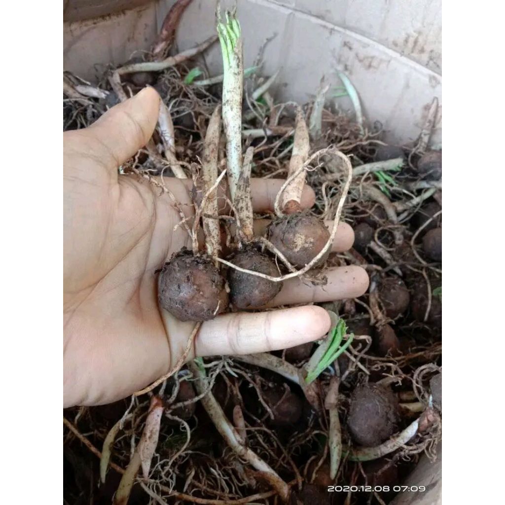 bibit umbi porang 1 kilo