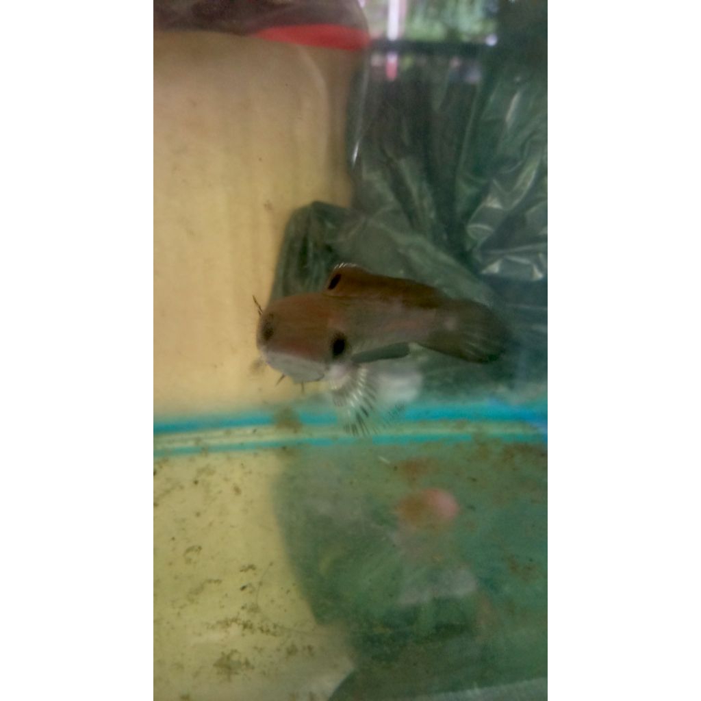 channa blue pulchra size 9-10cm