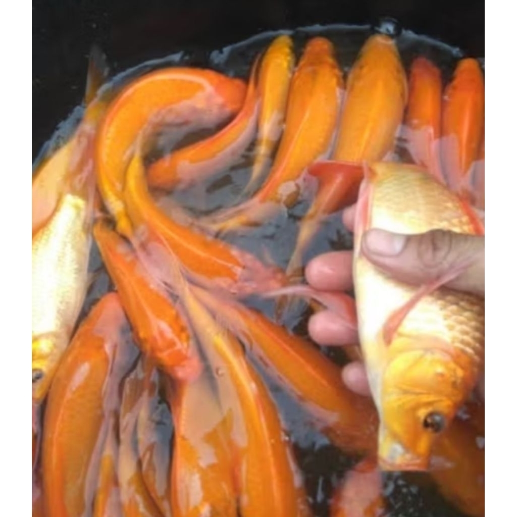 bibit ikan mas merah ukuran besar berkualitas