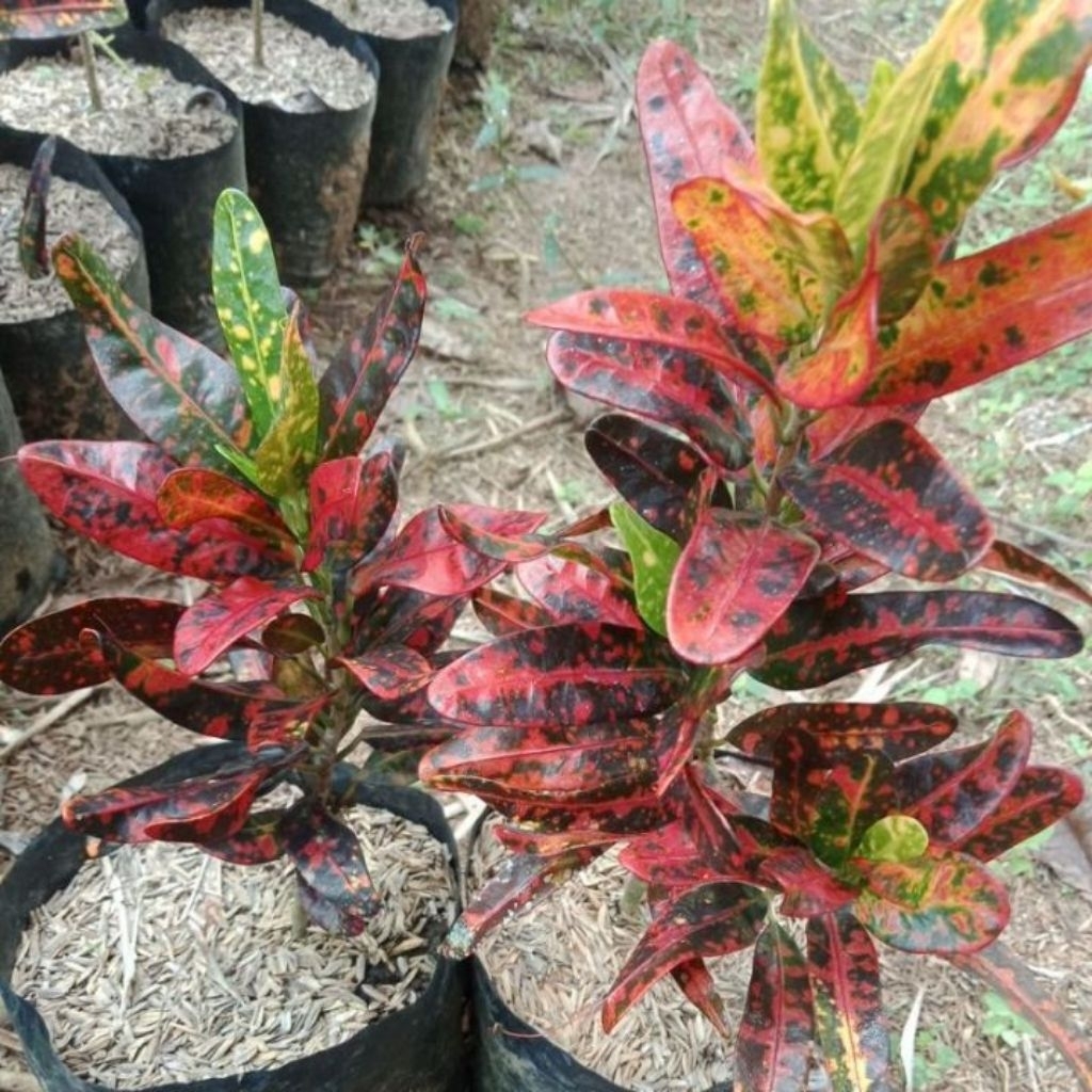 Tanaman Hias Puring Cabe Merah Siap tanam Gratis Polybag