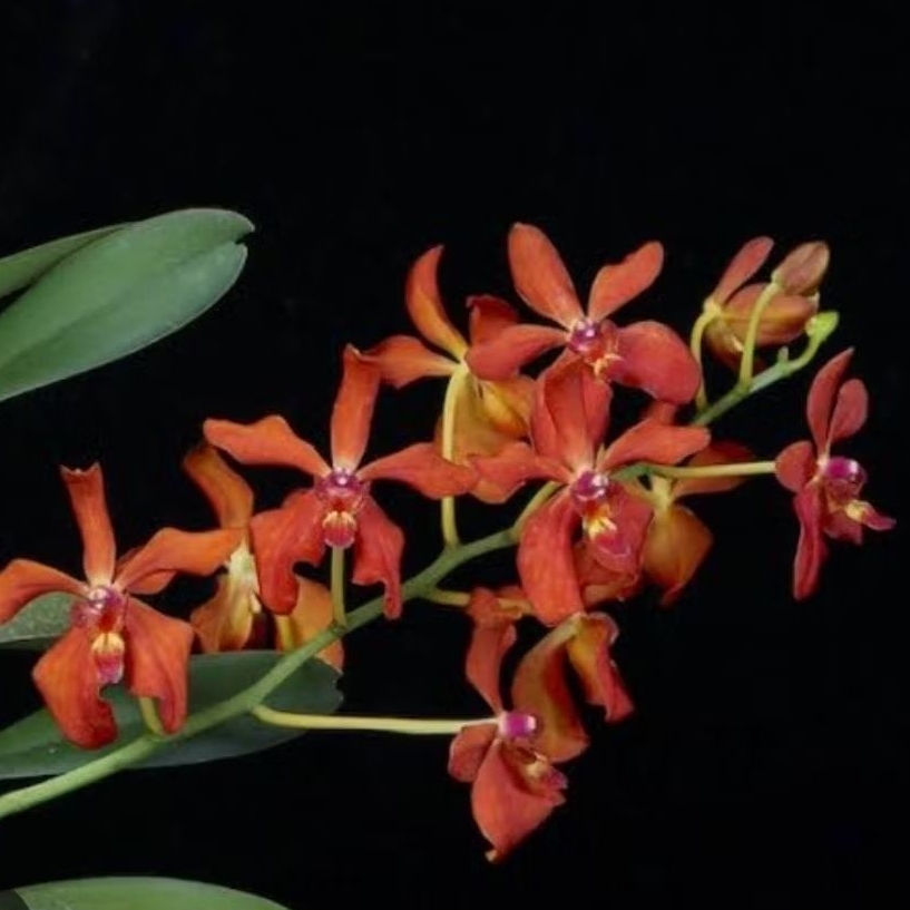 Renanthera Philipinensis x Vanda Denisoniana