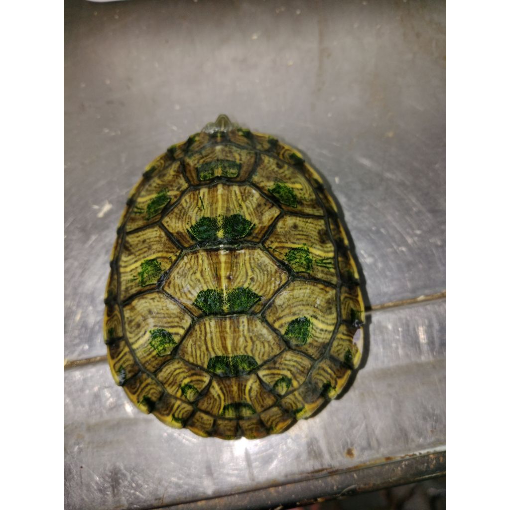 pelet kura Brazil medium