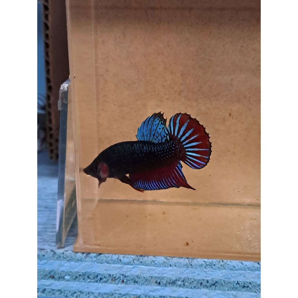 Ikan Cupang Aduan Lokal Size M - Warna Acak, Sehat, Siap Adu/ jantan