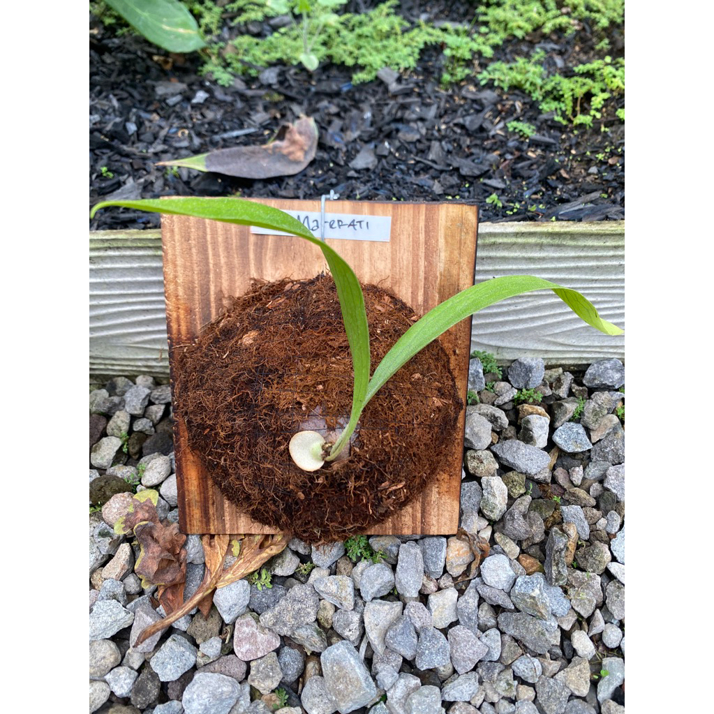 Platycerium Maserati Size Baby ke Remaja