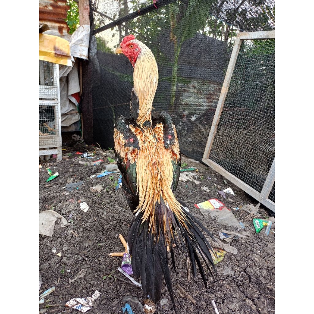 Bangkok ekor lidi Winas