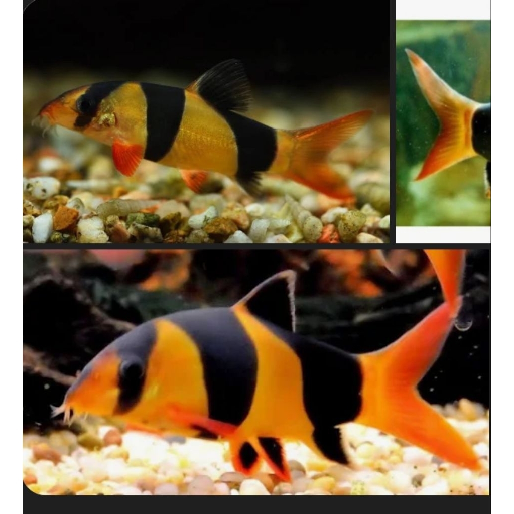 UNIQUE.PS-BOTIA JAMBI/BADUT +7-8CM