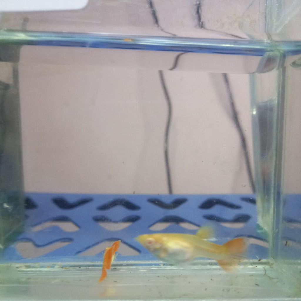 hiasan aquarium guppy albino red lace