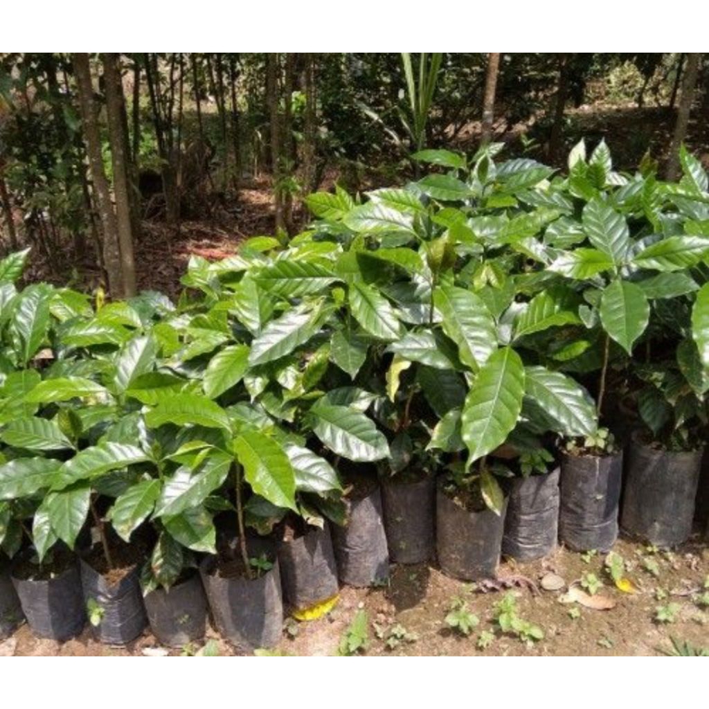 bibit kopi terbaik 100 pcs