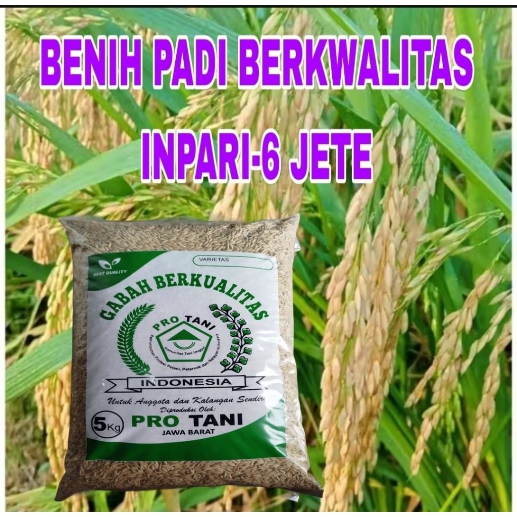 PAKET 10KG BENIH PADI INPARI-6 JETE SUPER ORIGINAL LABEL PUTIH