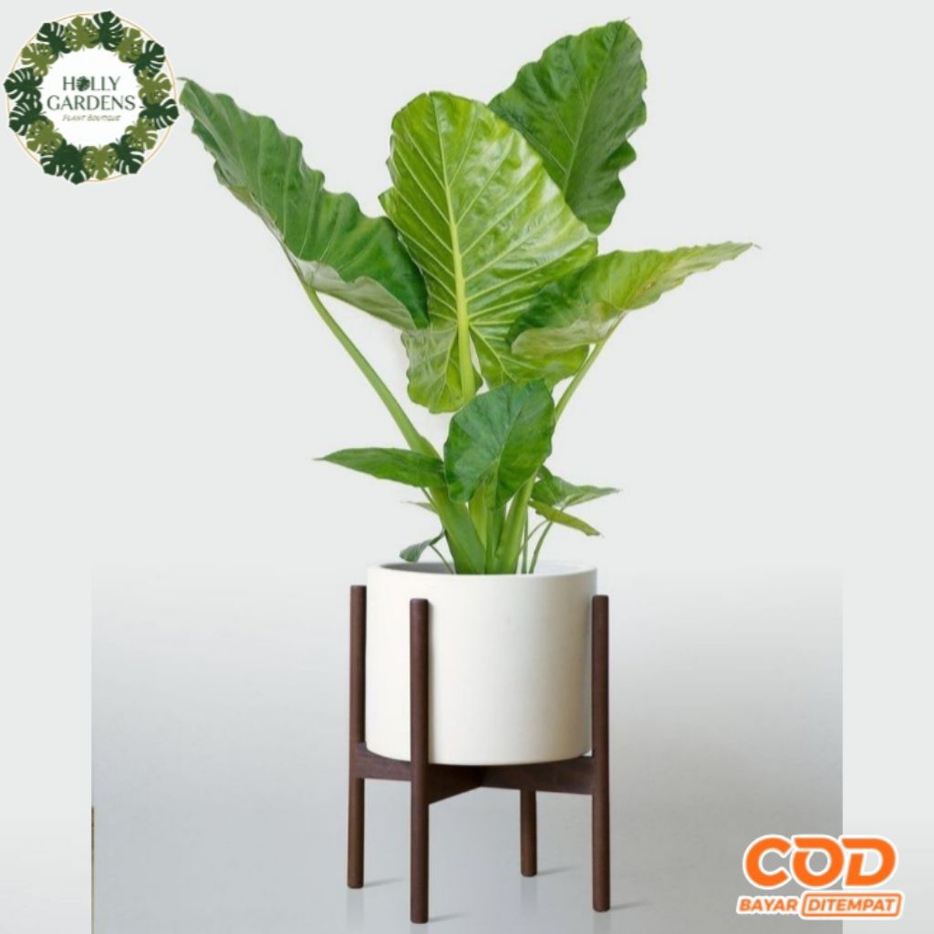 Tanaman hias lompong kipas Free pot  ukuran besar untuk hiasan rumah agar semakin terlihat lebih ele