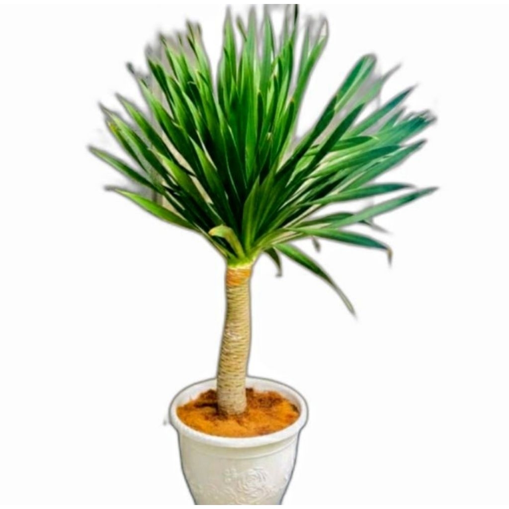 Tanaman hias Pandan Bali - Bibit Tanaman Hias Pandan Bali - Pandan Bali