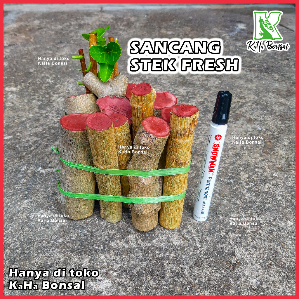 Murah Bibit Sancang Fres Stek Sancang Besar Bahan Bonsai Sancang Bibit Bonsai Sancang Stek Sancang B