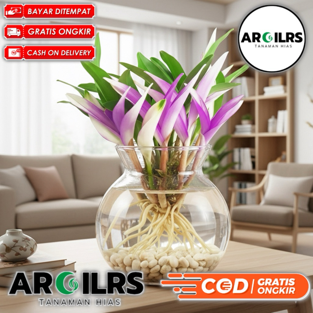 Anggrek Parfum Media Air Hidroponik | Tanaman Hias Wangi Elegan Indoor & Outdoor