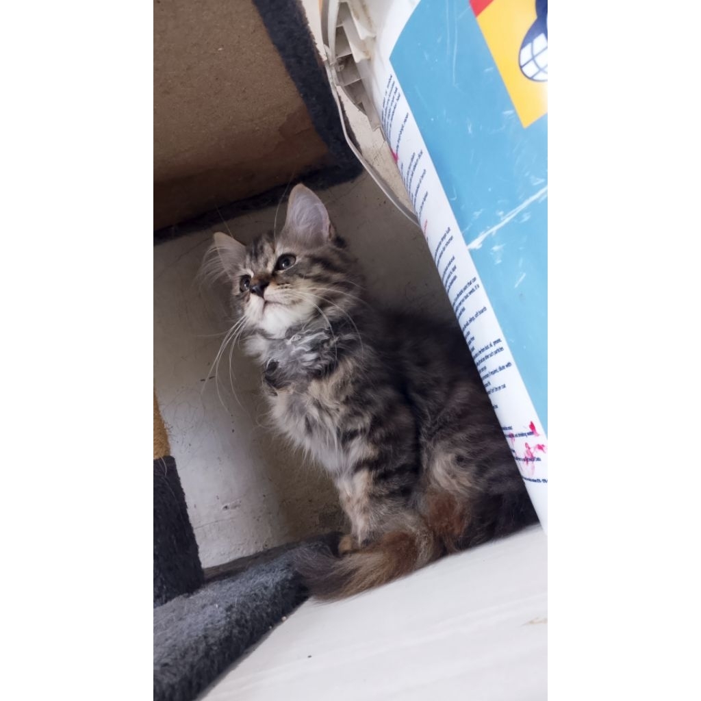 KUCING Maincone /Persia /Bigbone Longhair medium