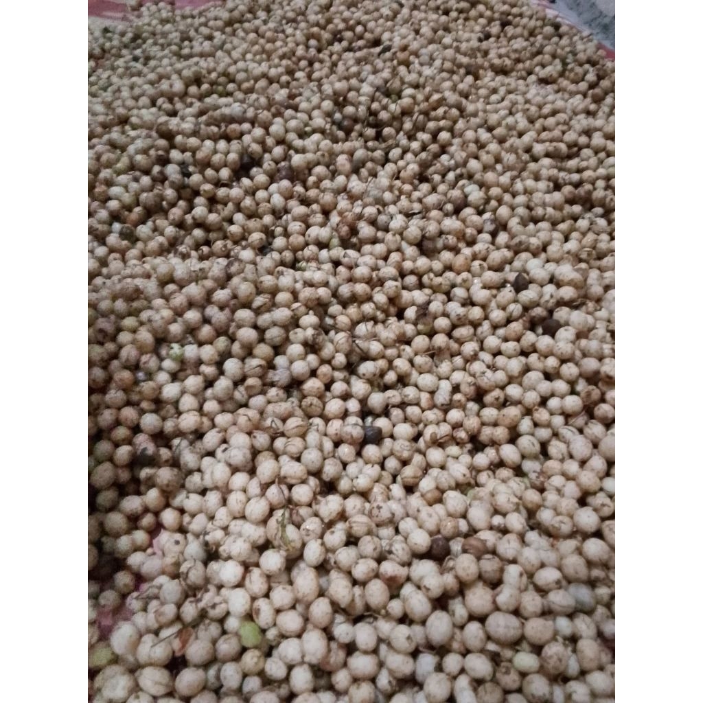 KACANG POLONG BOGOR/KACANG KAPRI 1KG