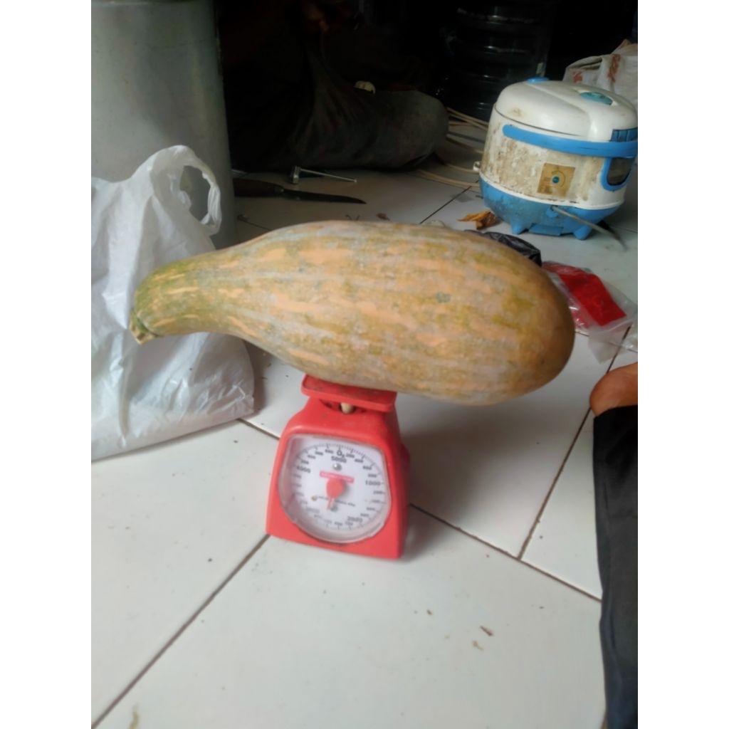 Labu Kampung, Labu Manis, Labu Kolak, Labu Kue, Labu Kuning Lonjong, Waluh