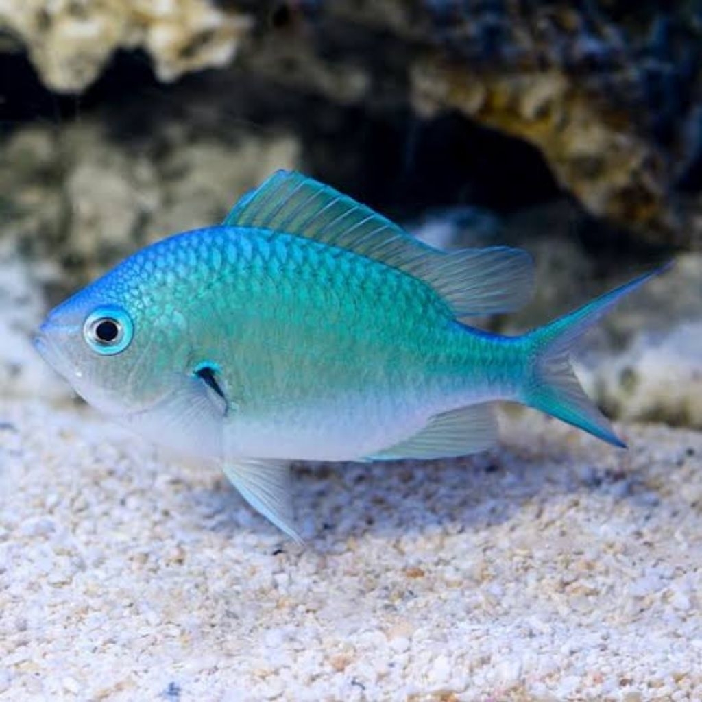 Ikan Hias Air Laut Jae - Jae (Blue Green Chromis)
