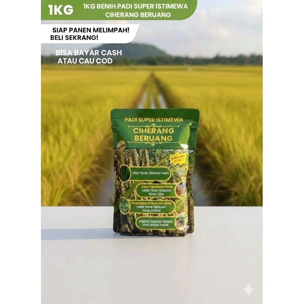 (1Kg)Benih Pa(di Ciherang Berang Kualitas Super Premium Asli Original