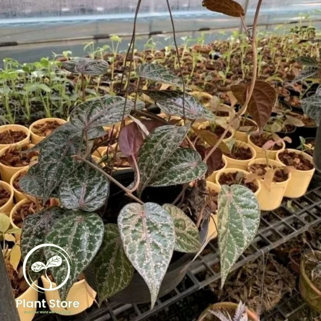Tanaman Hias  Sirih Merah / Tanaman Sirih Merah / Tanaman Rambat Daun Sirih Merah