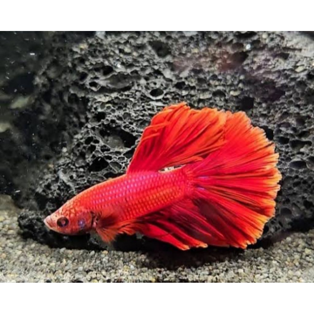 Halfmoon Red Usia 5 Bulan