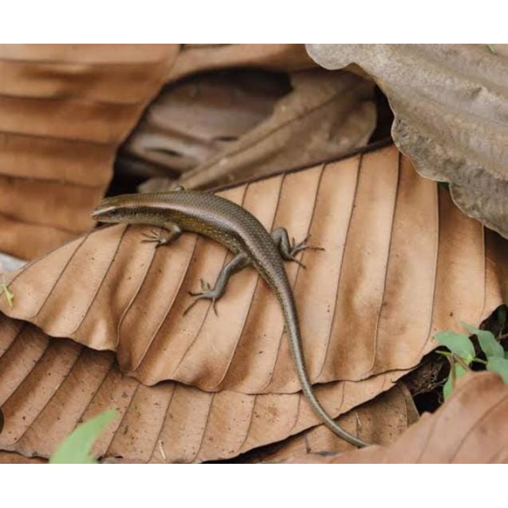 Kadal Bengkarung Kebun Mainan Anak Obat Herbal Gatal Murah