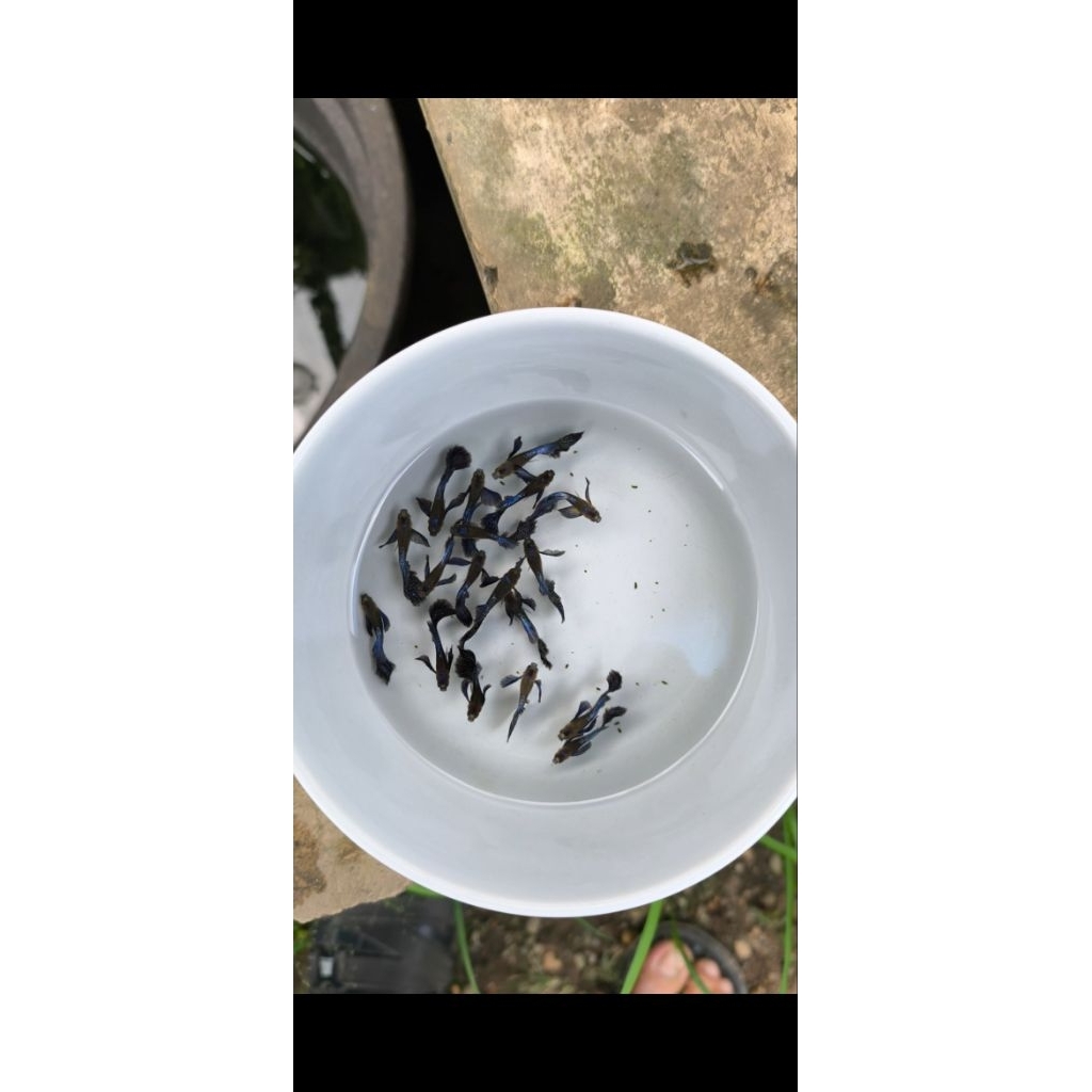 guppy hb dark blue sb