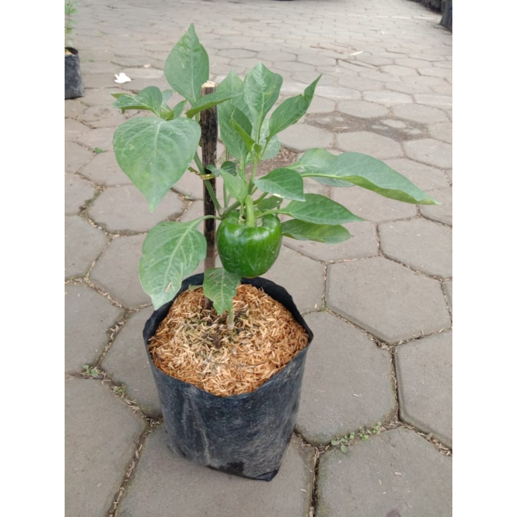Tanaman Paprika