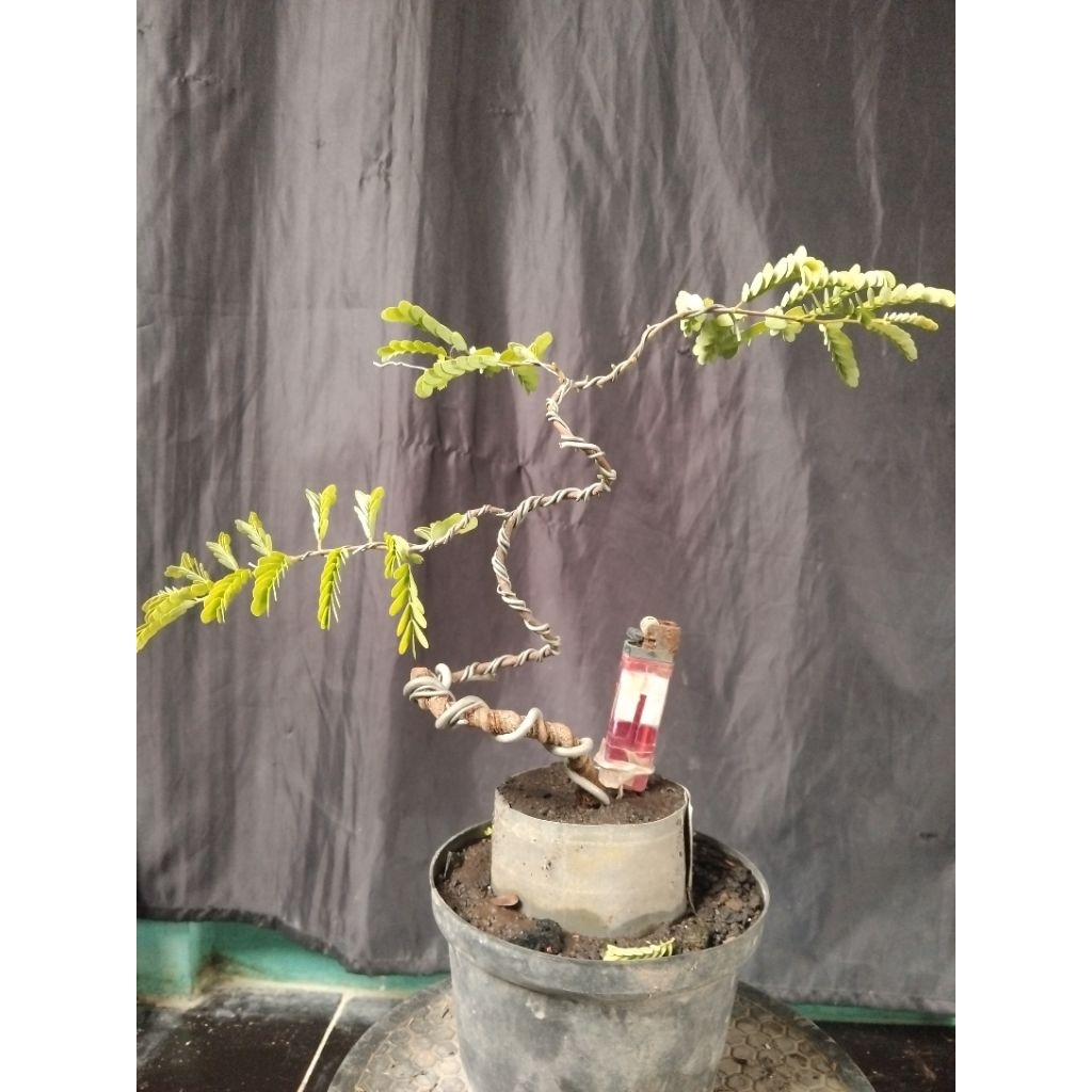 Bahan Bonsai Asem Meliuk Small Medium size gerak dasar formal The Maxx 30 cm real pick